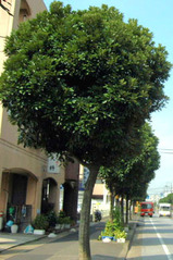 マテバシイの樹形