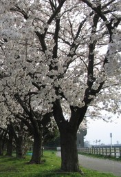 ソメイヨシノの樹形