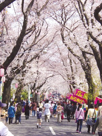 さくら通りで行うさくら祭り（常盤平）写真