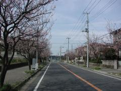 あんず通り（幸田地区）写真