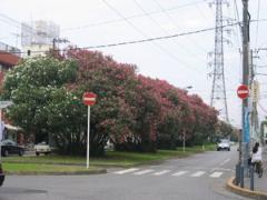 きょうちくとう通り（新松戸）写真