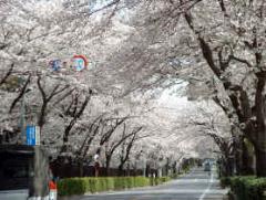 桜通り(紙敷）写真