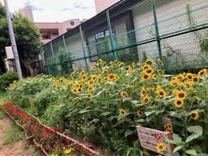 ひまわり公園の花壇写真
