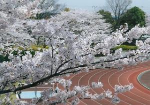 運動公園の桜