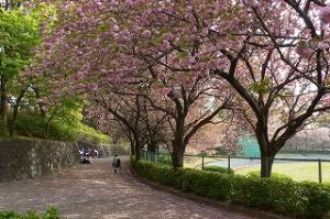 運動公園：八重桜