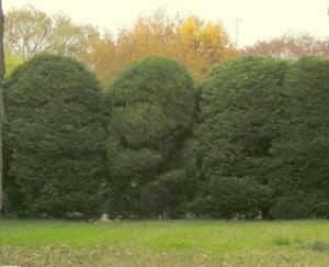 常盤平団地植込