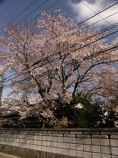 住宅地の桜