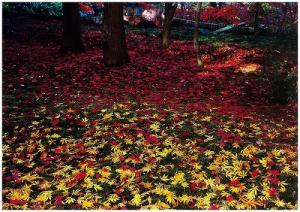 赤色、黄色と色づいた落葉の写真