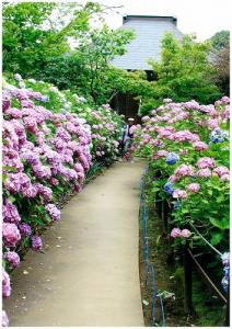 紫陽花が咲き乱れる本土寺の写真