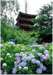 紫陽花と本土寺の写真