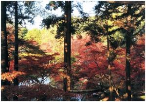 本土寺の紅葉写真