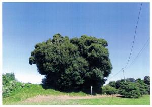 幹の見えない程、木が繁っている「スダジイ」の写真