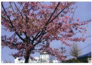 本町坂川の河津桜の写真