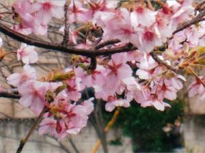 河津桜の写真