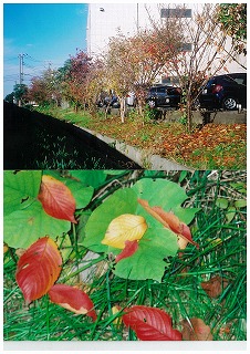 小山の桜並木の写真