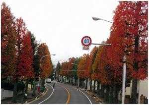 アメリカフウ通りのイチョウ並木が紅葉している写真