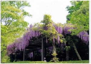 5月の藤の花