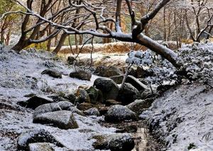 二十一世紀の森雪景色 (2)