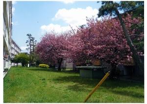 常盤平団地の八重桜写真