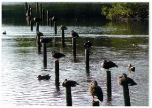 野鳥たちが池の止まれ木にとまっている写真