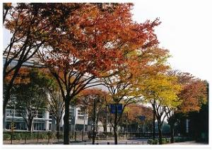 森のホールと紅葉の写真