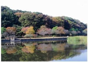 水面に映る紅葉の写真