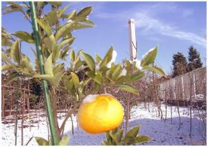 雪をかぶった夏みかんと煙突の写真