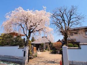 宝蔵院の枝垂れ桜の写真