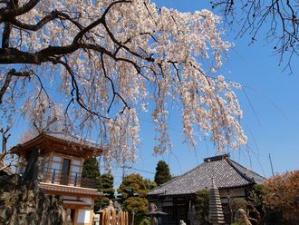 下から眺めた枝垂れ桜の写真