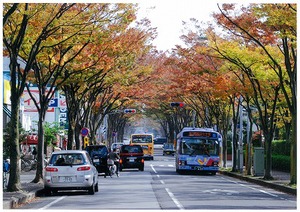 紅葉したけやき通りを、車が走っている写真