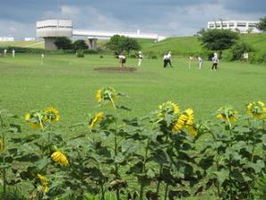 江戸川河川敷の写真