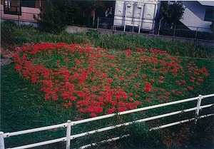 彼岸花の写真