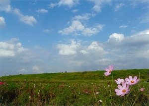 ふれあい松戸川のコスモス写真