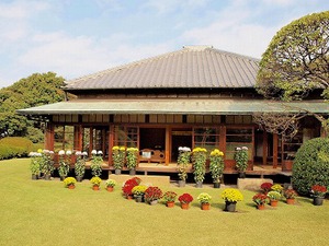 戸定邸の庭に飾られた菊の花の写真