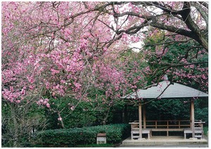 戸定が丘歴史公園の梅の花写真