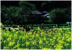 菜の花の写真