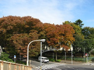 常盤平けやき通りの写真