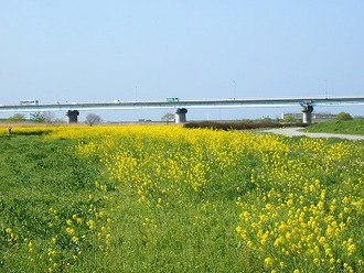 「江戸川フラワーライン」の写真