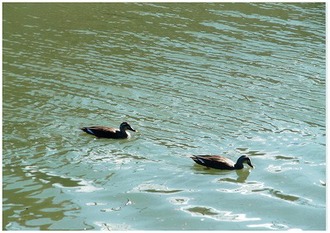 坂川の鴨2羽の写真
