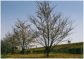 江戸川堤と桜の写真