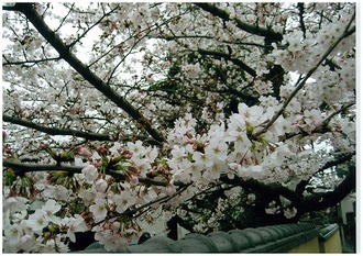 大正寺のさくら（朝）の写真