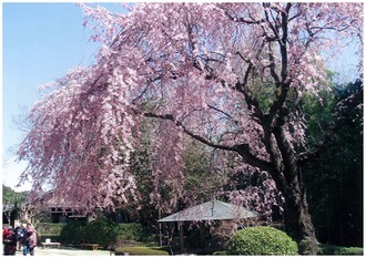 戸定が丘歴史公園紅枝垂れ桜の写真