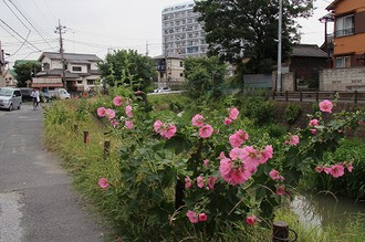 坂川沿いの道の写真