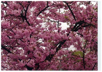 河津桜の写真