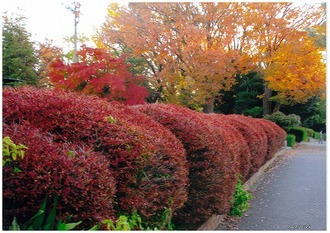 金ヶ作公園の写真