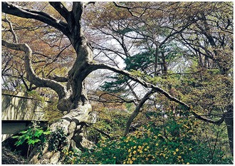 八柱霊園（春・紅葉）の写真