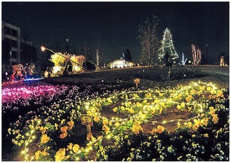 ゆいの花公園夜景の写真