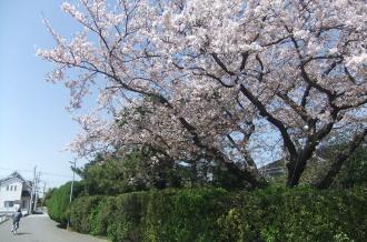 桜の写真