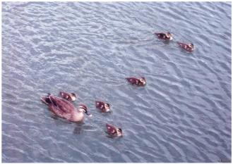 水面に浮かぶ鴨の親子の写真