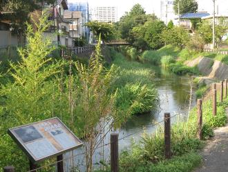 坂川（松戸）